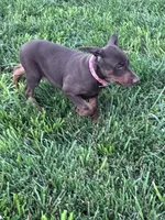 Darla, a female Doberman Pinscher for sale in Hopkinsville, KY – 2 of 6