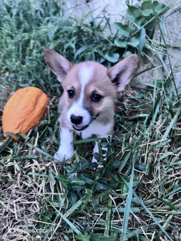 Honey – Pembroke Welsh Corgi puppy for sale in Hopkinsville, KY