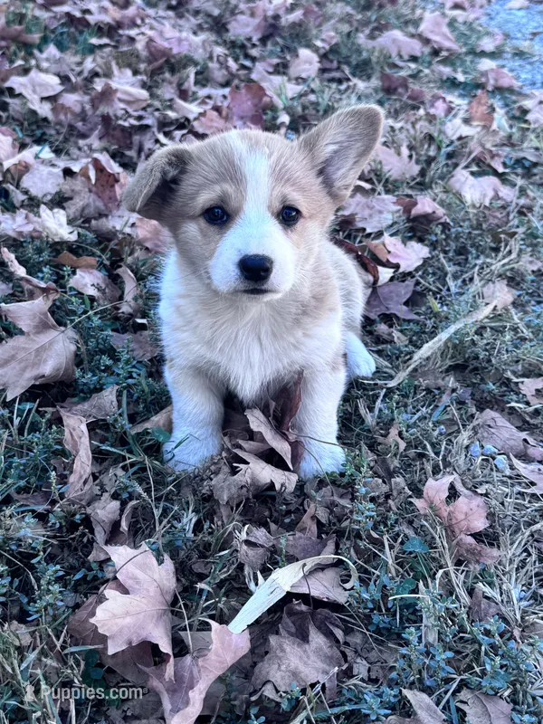 Molly – Pembroke Welsh Corgi puppy for sale in Hopkinsville, KY
