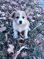 Molly, a female Pembroke Welsh Corgi for sale in Hopkinsville, KY – 1 of 6
