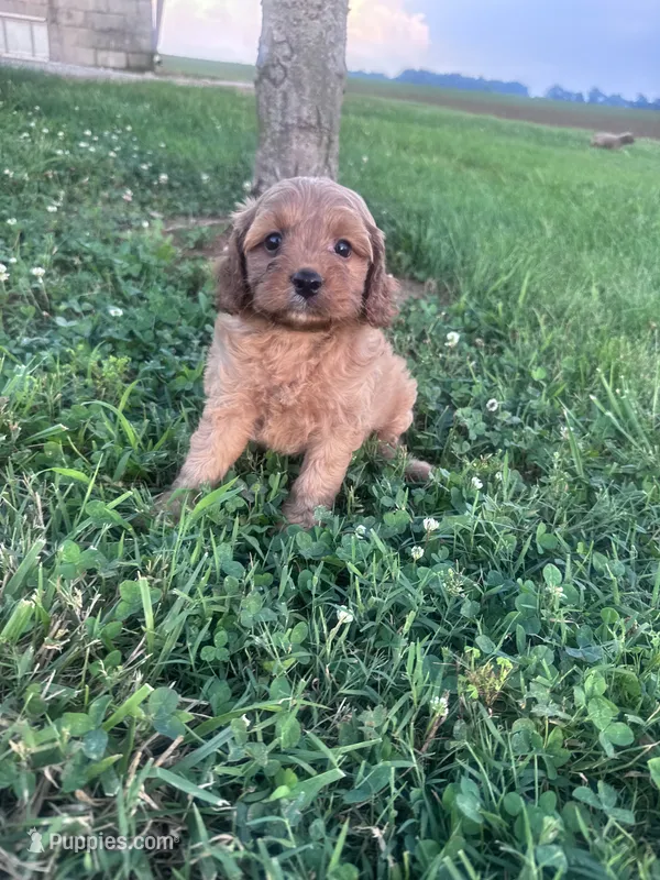 Mickey – Cavapoo puppy for sale in Hopkinsville, KY
