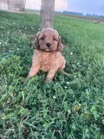 Mickey, a male Cavapoo for sale in Hopkinsville, KY – 1 of 8