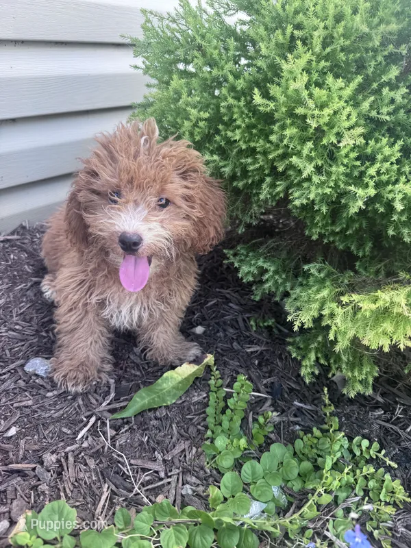 Yeti  – Yorkipoo puppy for sale in Hopkinsville, KY
