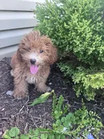 Yeti , a male Yorkipoo for sale in Hopkinsville, KY – 1 of 6