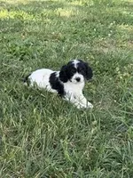 Cricket, a female Cavapoo for sale in Hopkinsville, KY – Photo 1 of 6