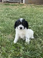 Cricket, a female Cavapoo for sale in Hopkinsville, KY – Photo 2 of 6