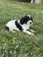 Cricket, a female Cavapoo for sale in Hopkinsville, KY – Photo 5 of 6