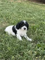 Cricket, a female Cavapoo for sale in Hopkinsville, KY – Photo 3 of 6