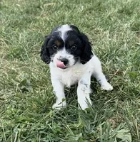 Cricket, a female Cavapoo for sale in Hopkinsville, KY – Photo 6 of 6