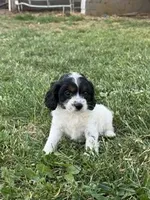 Cricket, a female Cavapoo for sale in Hopkinsville, KY – Photo 4 of 6