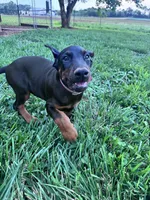 Xena, a female Doberman Pinscher for sale in Hopkinsville, KY – 6 of 7