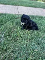 The sweetest boy on earth, a male Shihpoo for sale in Hopkinsville, KY – 7 of 7