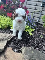 Max, a male Poodle - Miniature  for sale in Hopkinsville, KY – 6 of 7