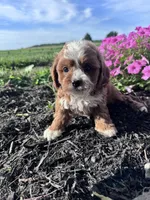 Charlie, a male Cavapoo for sale in Hopkinsville, KY – 4 of 6