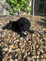 Pepper, a male Poodle - Miniature  for sale in Hopkinsville, KY – 2 of 7