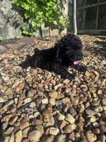 Pepper, a male Poodle - Miniature  for sale in Hopkinsville, KY – 7 of 7