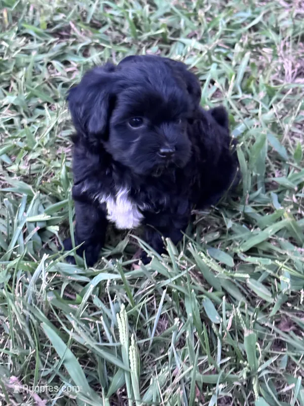 Suzie – Havapoo puppy for sale in Hopkinsville, KY