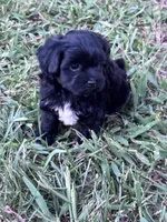 Suzie, a female Havapoo for sale in Hopkinsville, KY – 1 of 7