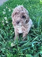 Bunnie, a male Poodle - Miniature  for sale in Hopkinsville, KY – 2 of 4