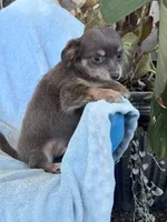 Brownie, a male Chihuahua for sale in Hopkinsville, KY – 4 of 6