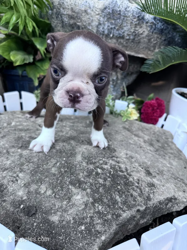 Rudy – Boston Terrier puppy for sale in Hopkinsville, KY