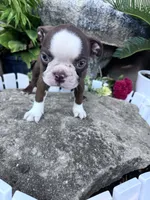 Rudy, a male Boston Terrier for sale in Hopkinsville, KY – 1 of 5