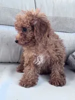Minnie, a female Poodle - Miniature  for sale in Hopkinsville, KY – 4 of 7