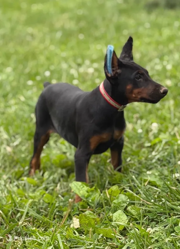 Xena – Doberman Pinscher puppy for sale in Hopkinsville, KY