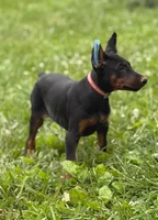 Xena, a female Doberman Pinscher for sale in Hopkinsville, KY – 1 of 4