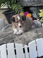 Clyde , a male Shetland Sheepdog for sale in Hopkinsville, KY – 2 of 7
