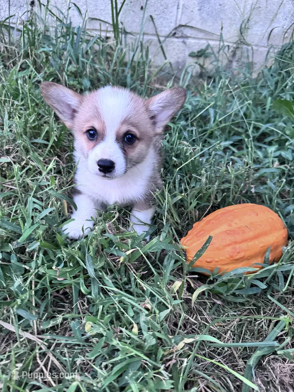 Brownie – Pembroke Welsh Corgi puppy for sale in Hopkinsville, KY