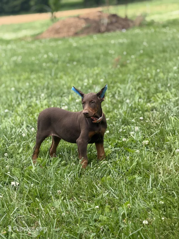 Darla – Doberman Pinscher puppy for sale in Hopkinsville, KY
