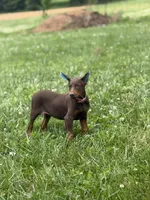 Darla, a female Doberman Pinscher for sale in Hopkinsville, KY – 1 of 2