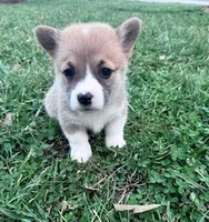 Patches , a female Pembroke Welsh Corgi for sale in Hopkinsville, KY – Photo 1 of 4