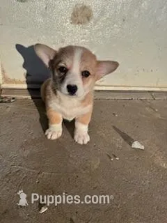 Patches  – Pembroke Welsh Corgi puppy for sale in Hopkinsville, KY