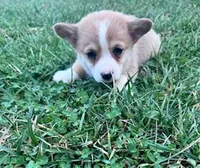 Patches , a female Pembroke Welsh Corgi for sale in Hopkinsville, KY – Photo 2 of 4