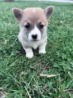 Patches , a female Pembroke Welsh Corgi for sale in Hopkinsville, KY – Photo 4 of 4