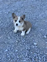 Tator Tot, a male Pembroke Welsh Corgi for sale in Hopkinsville, KY – 5 of 8