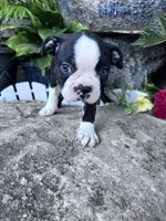Bobo, a male Boston Terrier for sale in Hopkinsville, KY – 4 of 6