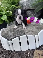 Winston, a male Boston Terrier for sale in Hopkinsville, KY – 2 of 4