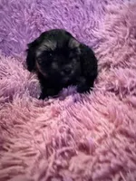Gabby, a female Yorkipoo for sale in Hopkinsville, KY – Photo 2 of 4