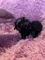 Gabby, a female Yorkipoo for sale in Hopkinsville, KY – Photo 3 of 4