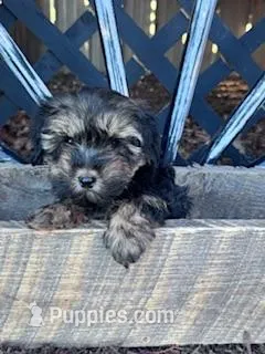 Gabby – Yorkipoo puppy on hold in Hopkinsville, KY