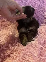 Gabby, a female Yorkipoo for sale in Hopkinsville, KY – Photo 4 of 4