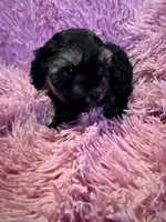 Gabby, a female Yorkipoo for sale in Hopkinsville, KY – Photo 1 of 4