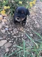 Yogi, a male Yorkshire Terrier for sale in Hopkinsville, KY – 3 of 6