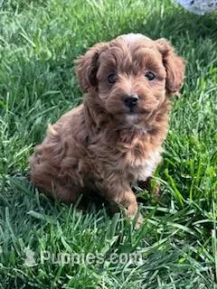 Ruby – Cockapoo puppy for sale in Hopkinsville, KY