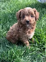 Ruby, a female Cockapoo for sale in Hopkinsville, KY – Photo 1 of 4
