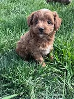 Ruby, a female Cockapoo for sale in Hopkinsville, KY – Photo 3 of 4