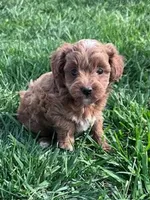 Ruby, a female Cockapoo for sale in Hopkinsville, KY – Photo 4 of 4